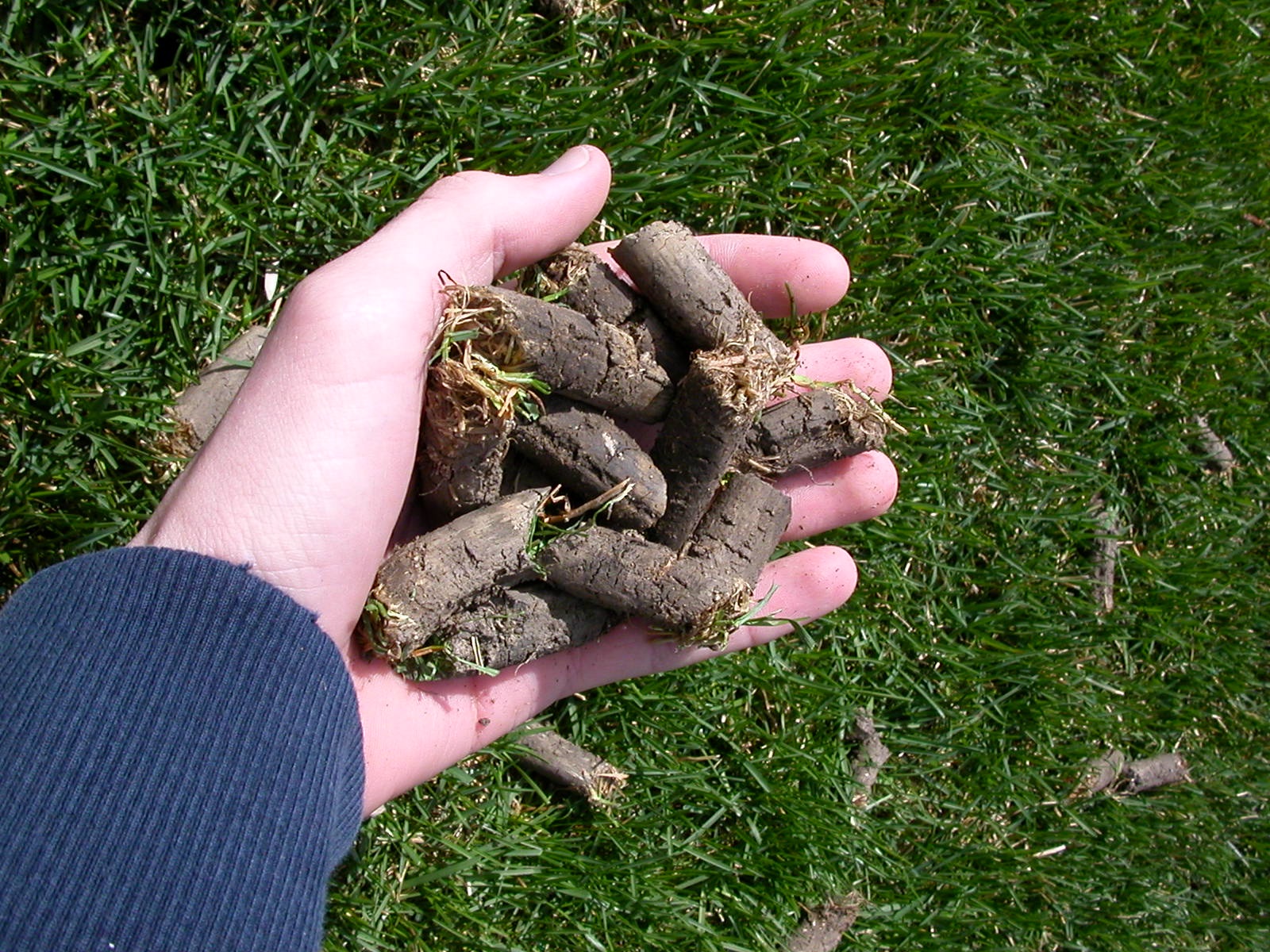 aeration soil plugs image